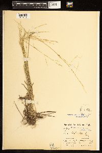 Poa bolanderi image