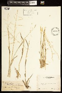Poa bolanderi image