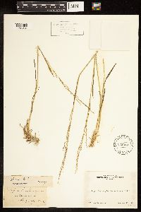 Poa bolanderi image
