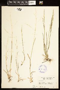 Poa bolanderi image