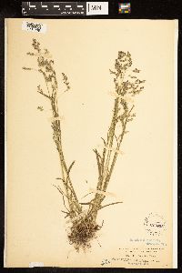 Poa bolanderi image