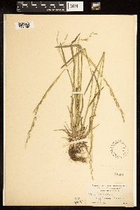 Poa bolanderi image
