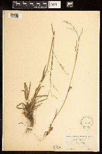 Poa bolanderi image