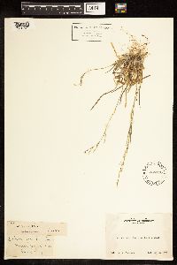 Poa bolanderi image