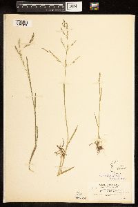 Poa bolanderi image