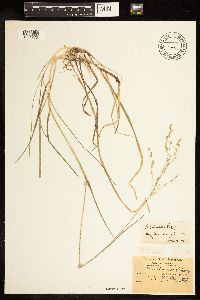Poa bolanderi image