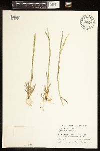 Poa bolanderi image