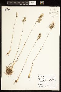 Image of Poa bulbosa