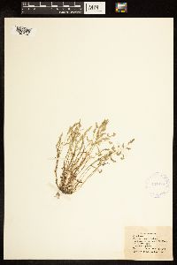 Image of Poa chapmaniana