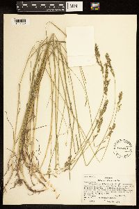 Poa compressa image