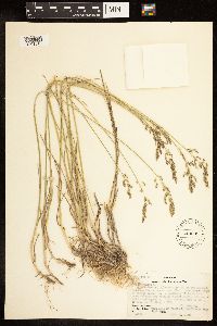 Poa compressa image