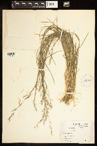 Poa compressa image