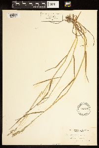 Poa compressa image
