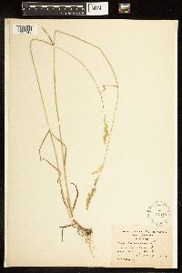 Poa compressa image