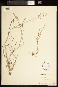 Poa compressa image