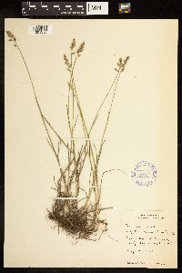 Poa compressa image