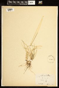 Poa compressa image