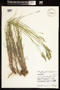 Poa compressa image