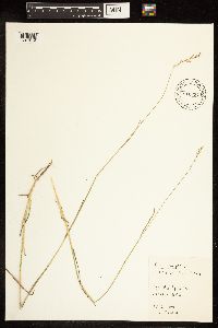 Poa compressa image