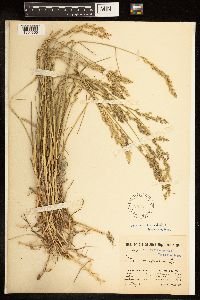 Poa compressa image