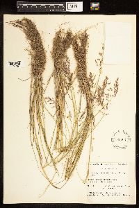 Poa compressa image