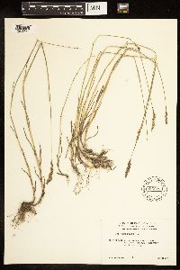 Poa compressa image