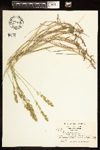 Poa compressa image