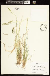 Poa compressa image