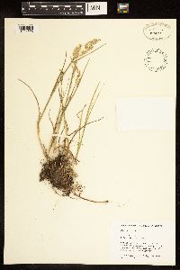 Poa compressa image