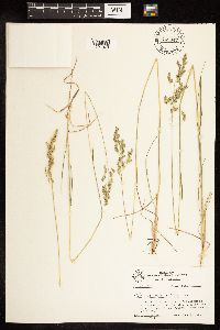 Poa compressa image
