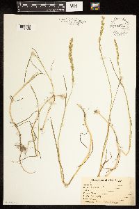 Poa compressa image