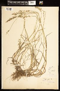 Poa compressa image
