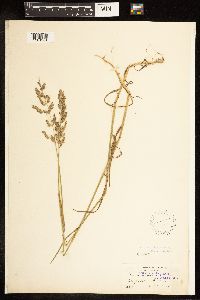 Poa compressa image