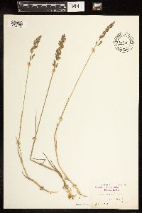 Poa compressa image