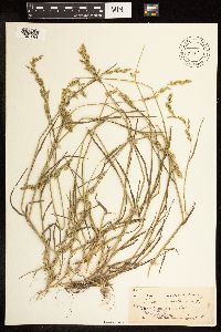 Poa compressa image