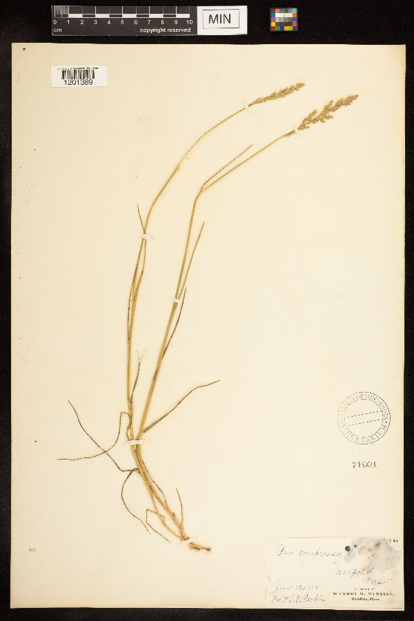 Poa compressa image