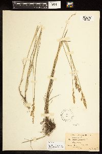 Poa compressa image