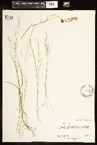 Poa compressa image
