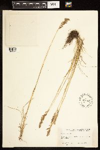 Poa compressa image