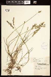 Poa compressa image