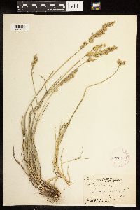 Poa compressa image