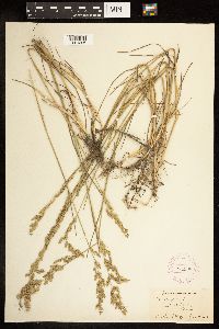 Poa compressa image