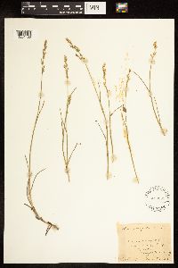 Poa compressa image