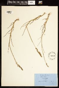 Poa compressa image