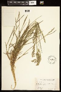 Poa compressa image