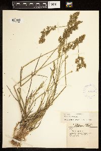 Poa compressa image