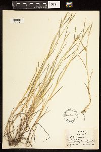 Poa compressa image