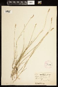 Poa compressa image