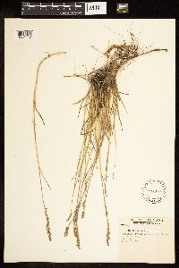 Poa compressa image