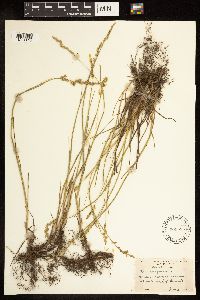 Poa compressa image